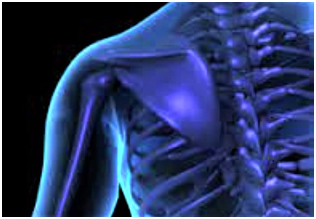 Why bones are important to the body